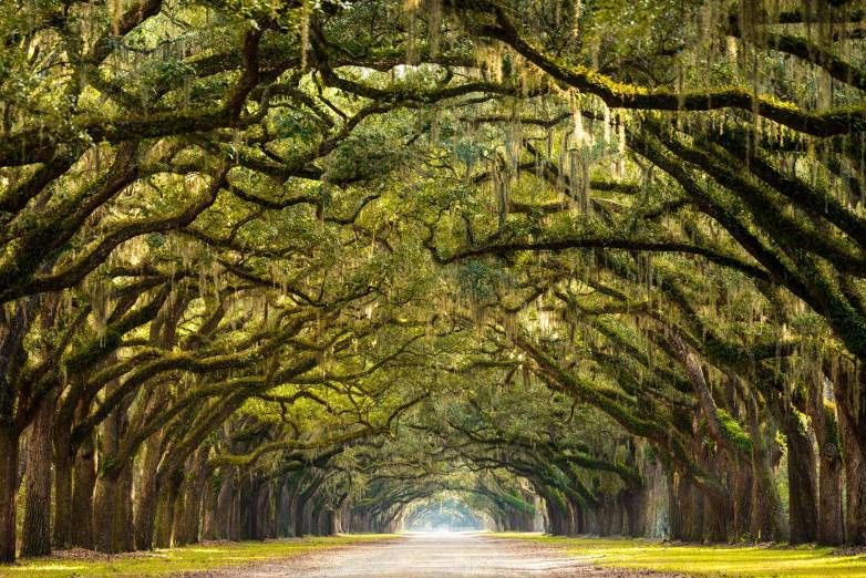 Zabij bobra, zachr&aacute;n&iacute;&scaron; strom, zabij aktivistu, zachr&aacute;n&iacute;&scaron; les